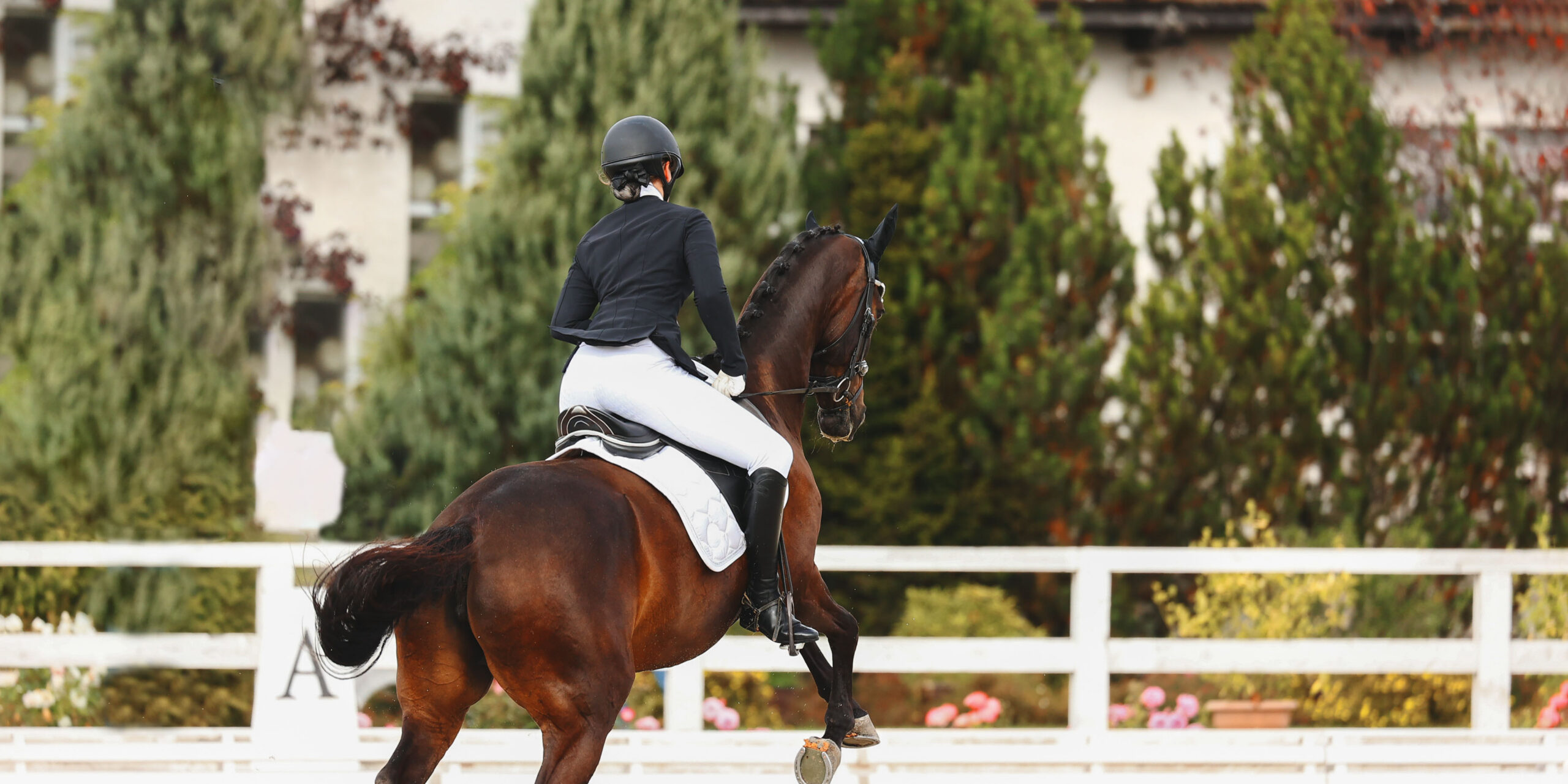 Horse disobedience on the flying change movements. Error of the test on dressage