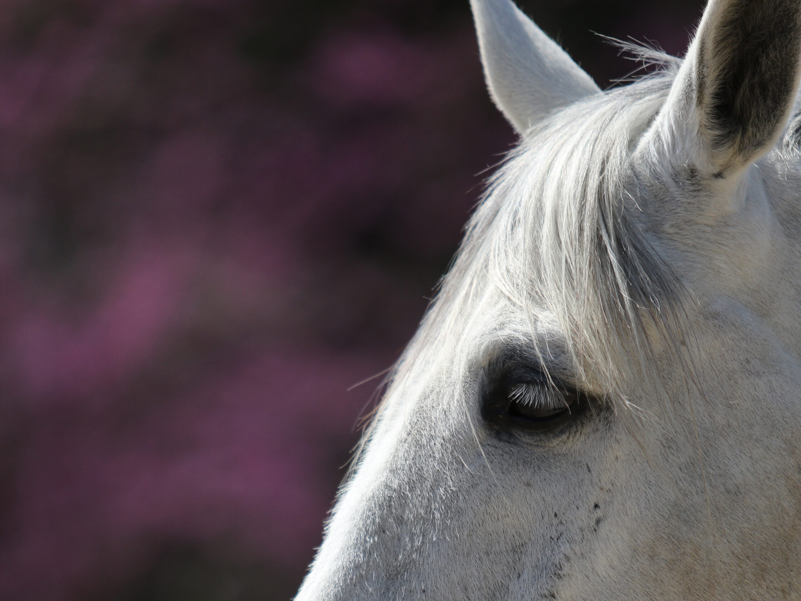 GrayHorse_2