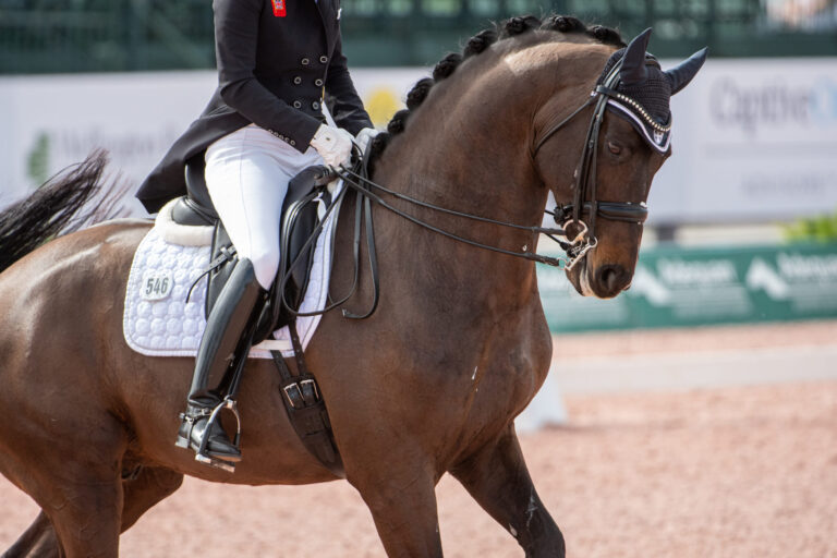 DressageQuickBehind_1