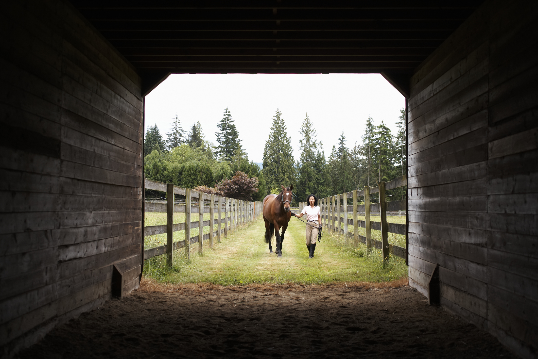 Mature woman walking horse into stable