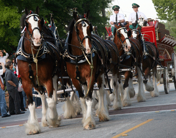 1-Budweiser-clydesdales