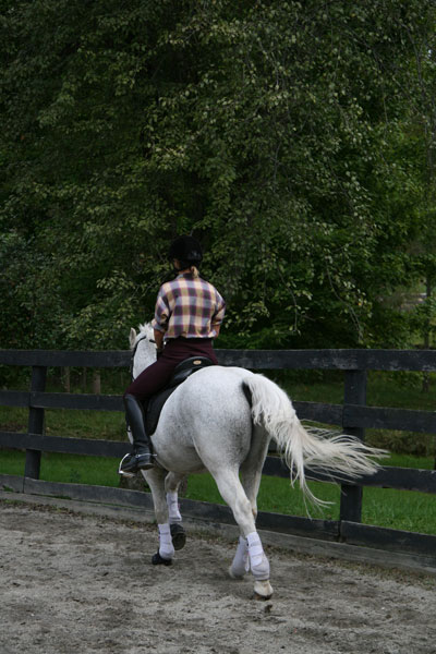 41-horse-training