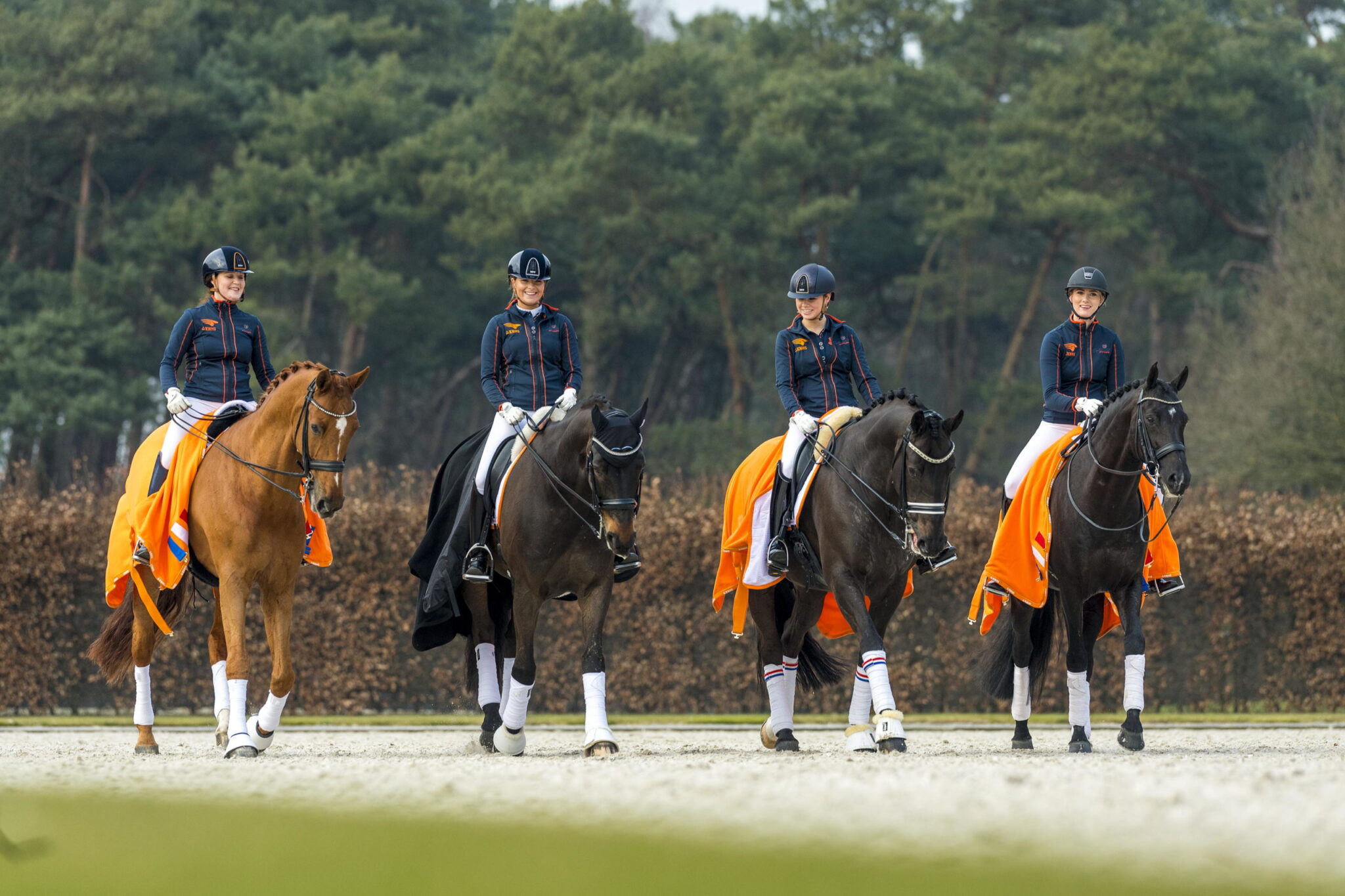 arnd bronkhorst hack dressage horses