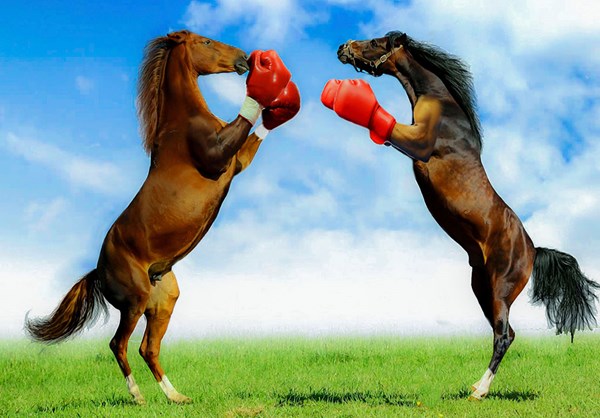 boxing-funny-horses-photo-illus-1500