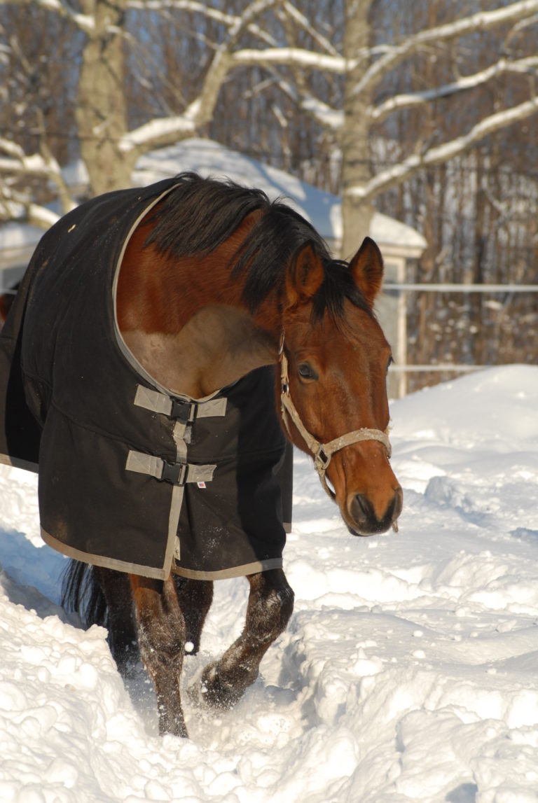 clipped horse winter blanket dusty perin