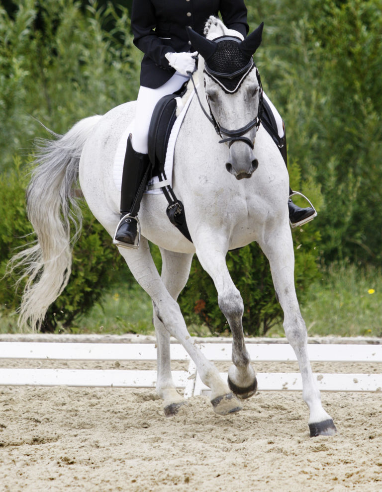 dressage horse in front of the leg