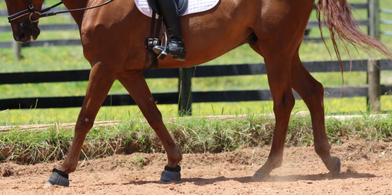 dressage horse lateral walk
