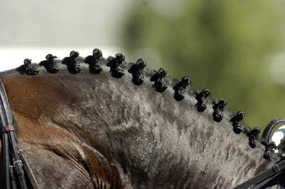 dressage horse too short neck symptoms