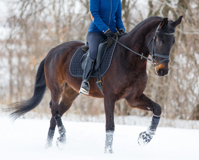 dressage horse warmup snow