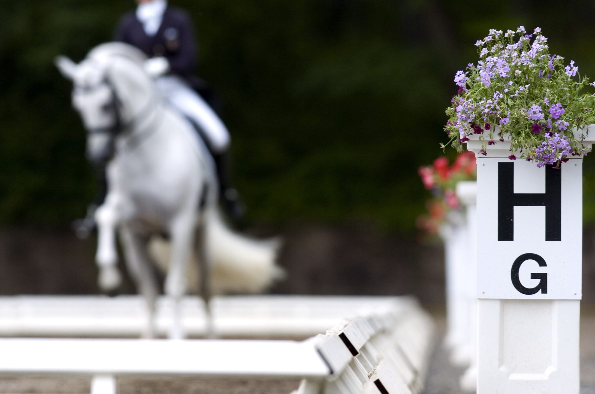 Equestrian Movement - What do the Dressage Letters REALLY mean?