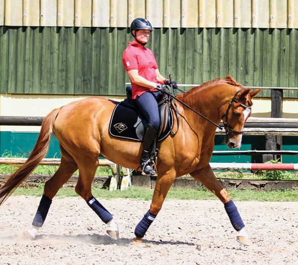 Retraining a Horse that Evades Contact - Strides for Success