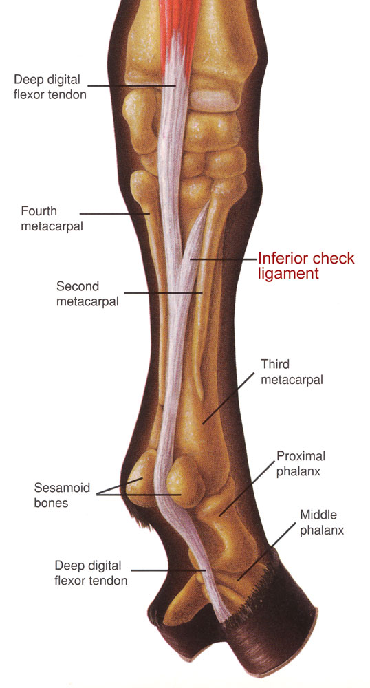 DT-inferior-check-ligament-equine
