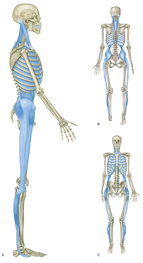 DTMP-120800-WANLESS-04-skeletal-muscularsystem