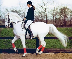 DTMP-120900-CHALLE-01-White-Dressage-Horse