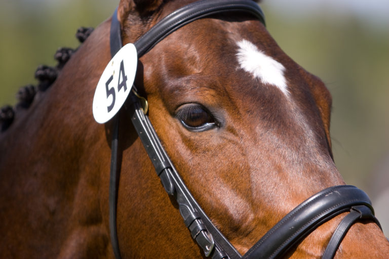 equine insurance additional coverage