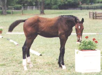 foal200