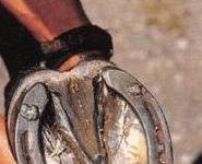 The History of Horseshoes