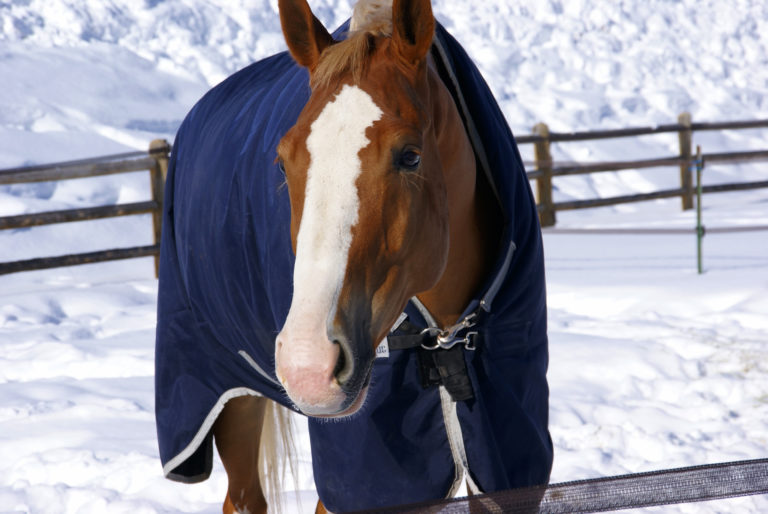 horse blanketing tips