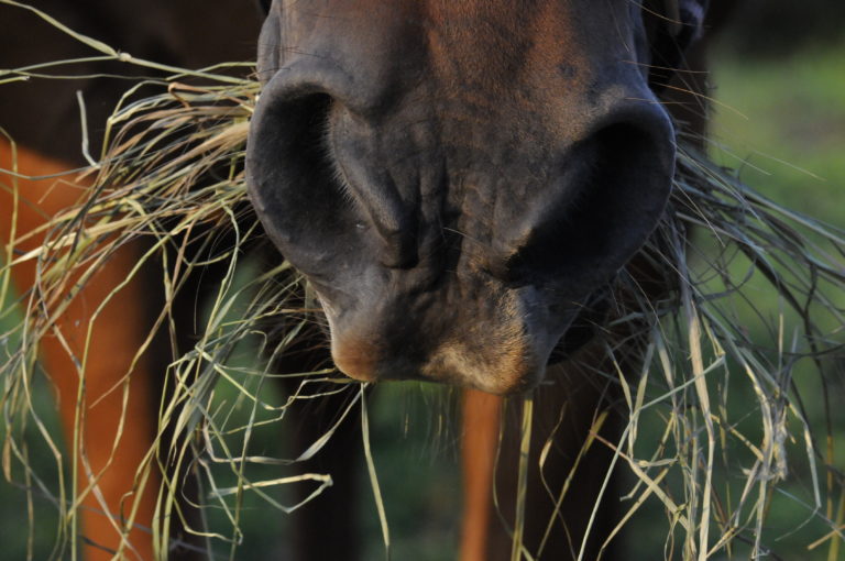 horse eating hay dusty perin