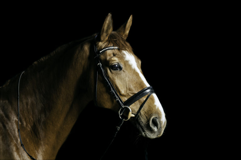 horse equine insurance