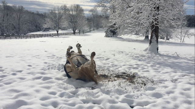 Horse-Rolling-in-snow