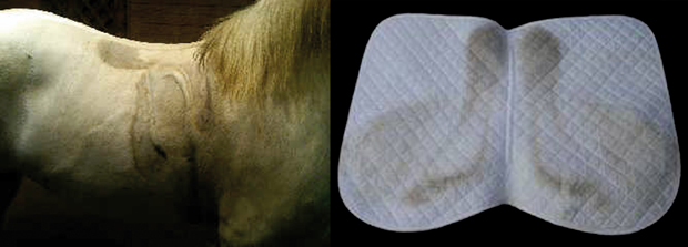 Horse Sweat Marks and Saddle Pad collage-RGB-620pxwide