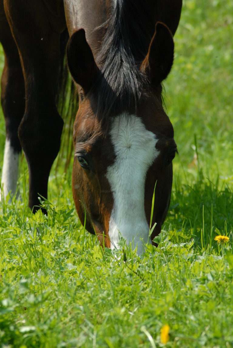 horse turnout grazing