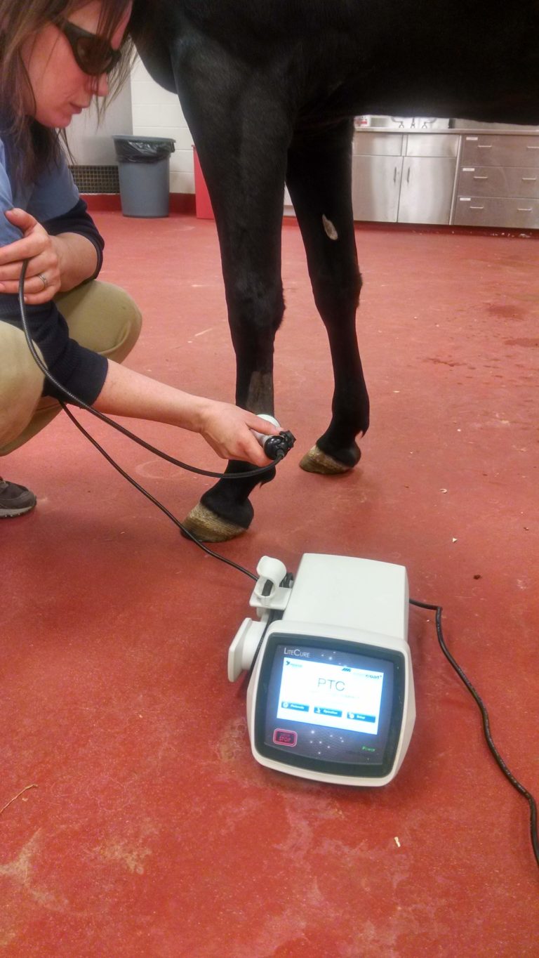 Laser Therapy equine