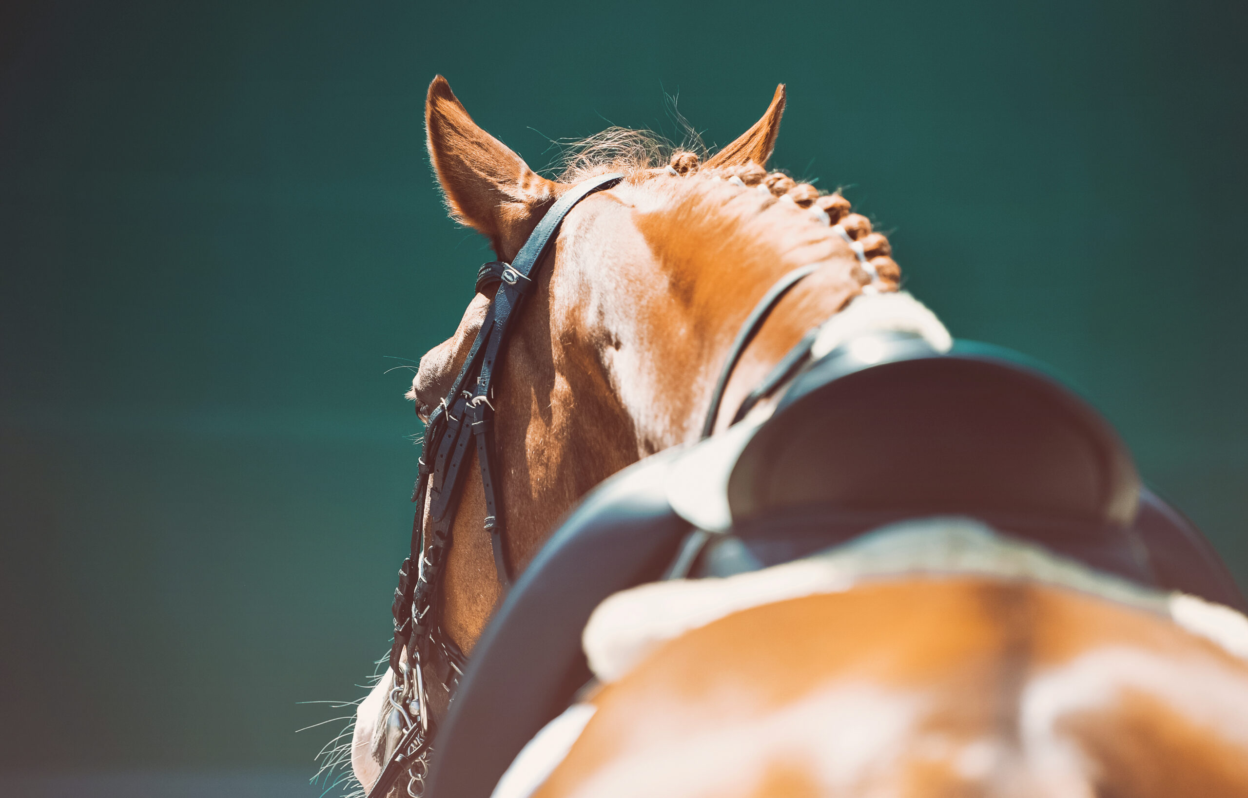 perfectionism dressage progress