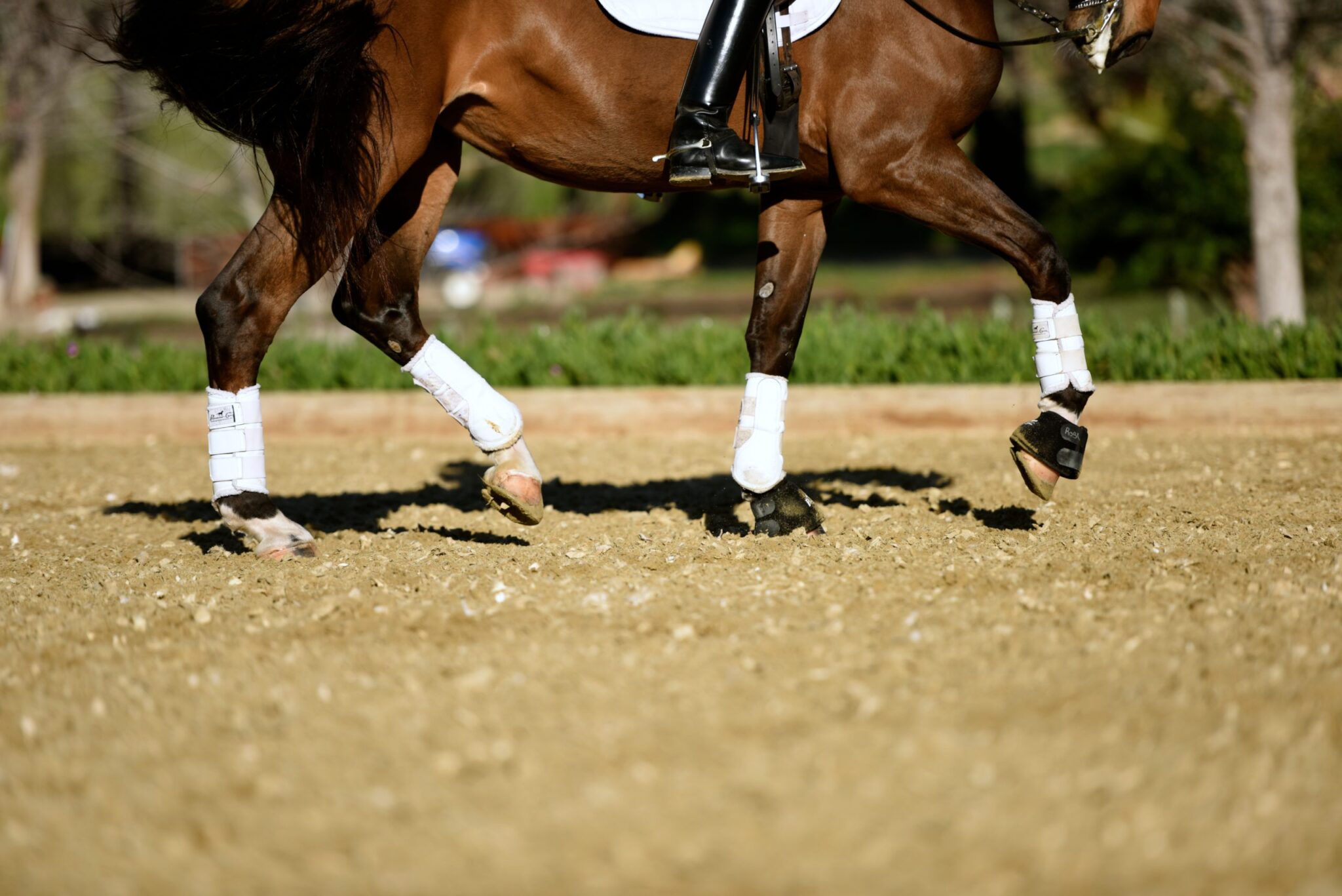 Dressage Terminology Explained: In Front of the Leg