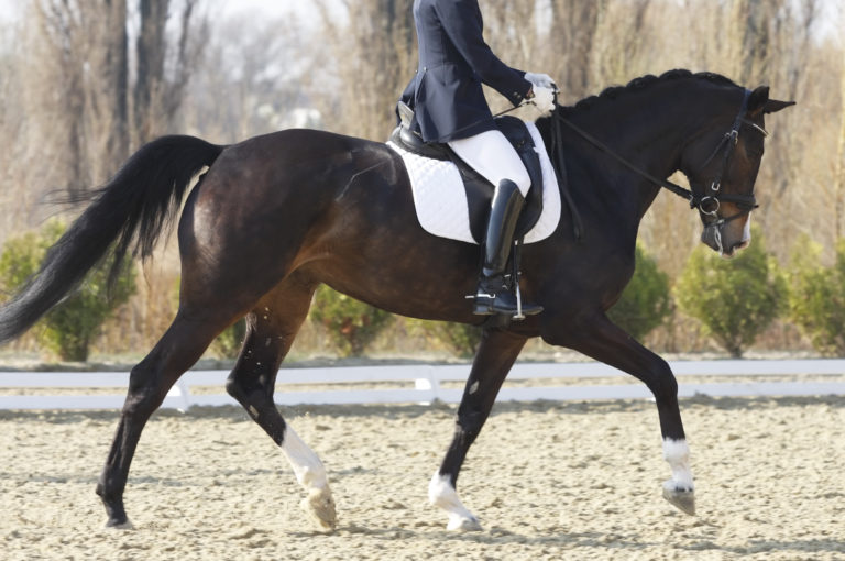 sitting trot required dressage tests