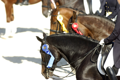 virtual horse show results dressage today photo by amy k dragoo