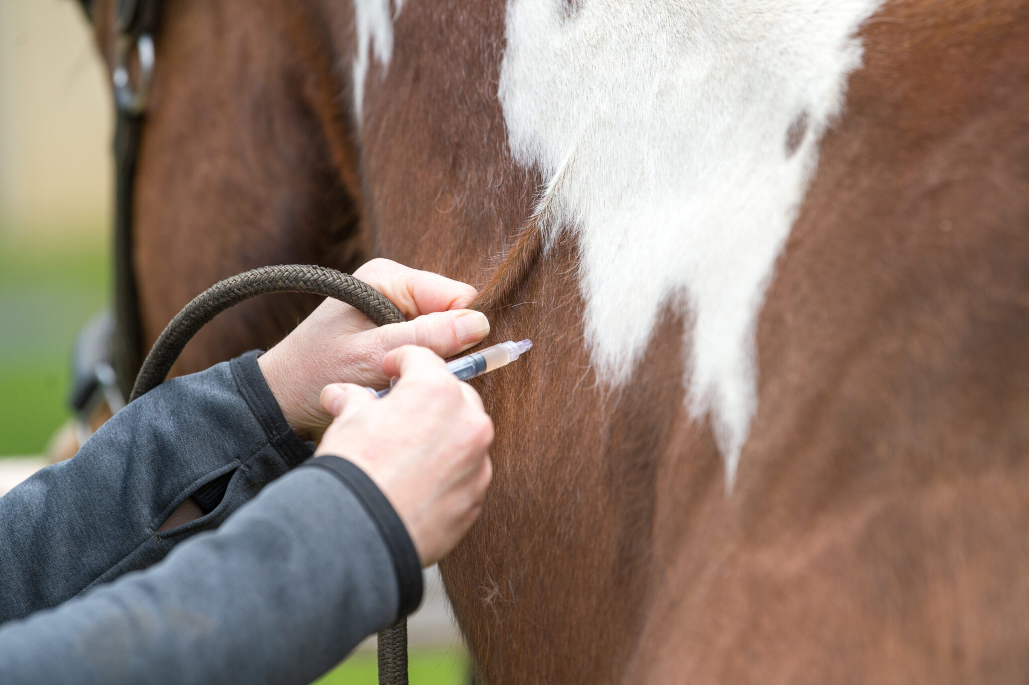 Equine Influenza Vaccine