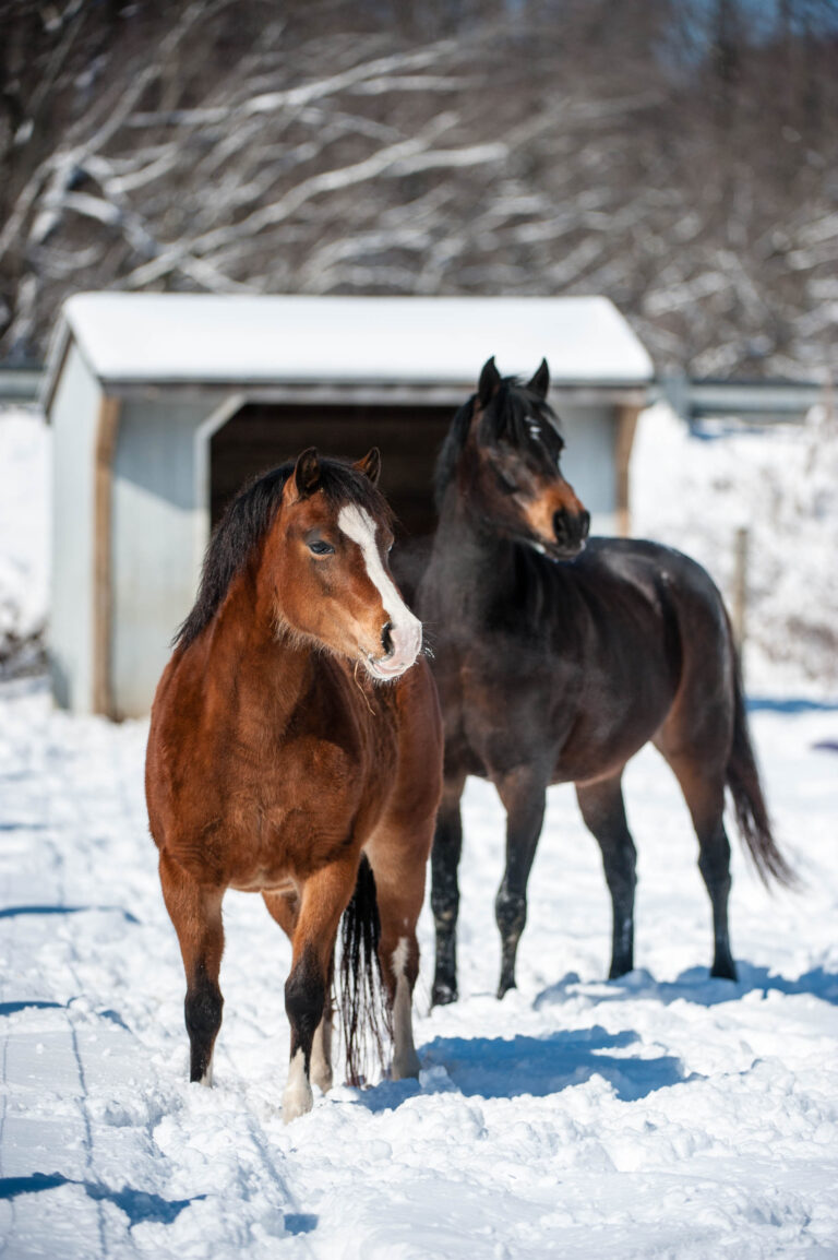 winter horse-care
