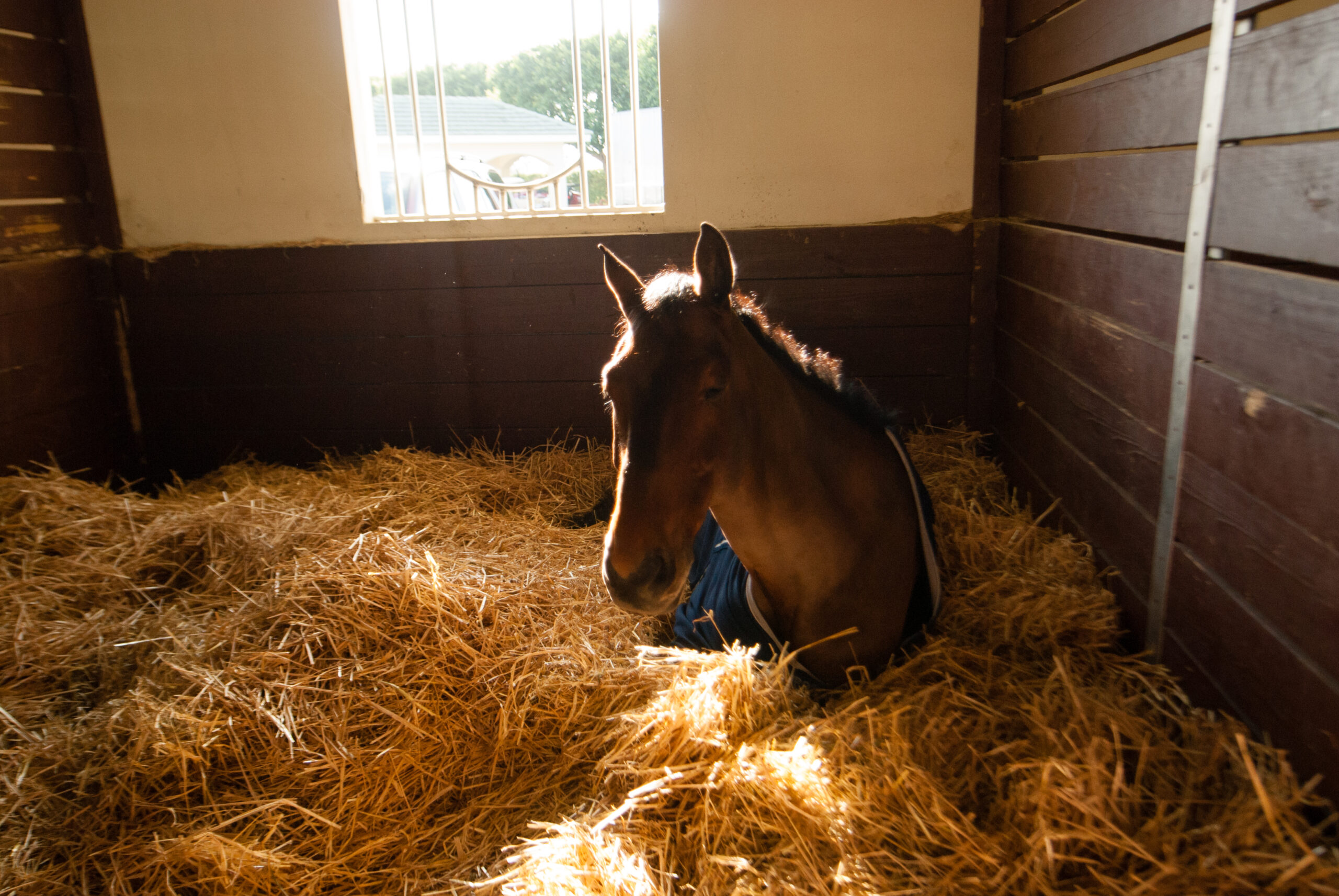 Make The Best Of Stall Rest Dressage