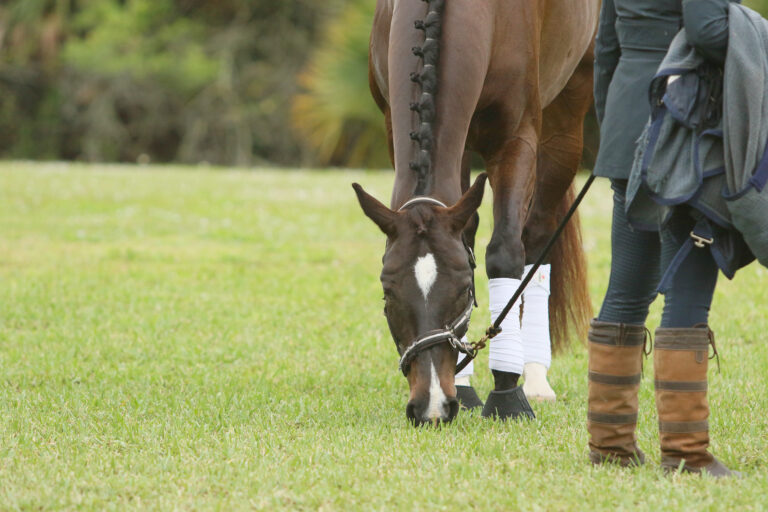 DressageGrass_1