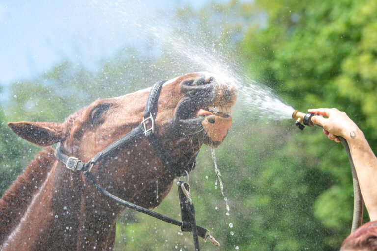 DressageAnhidrosis_1