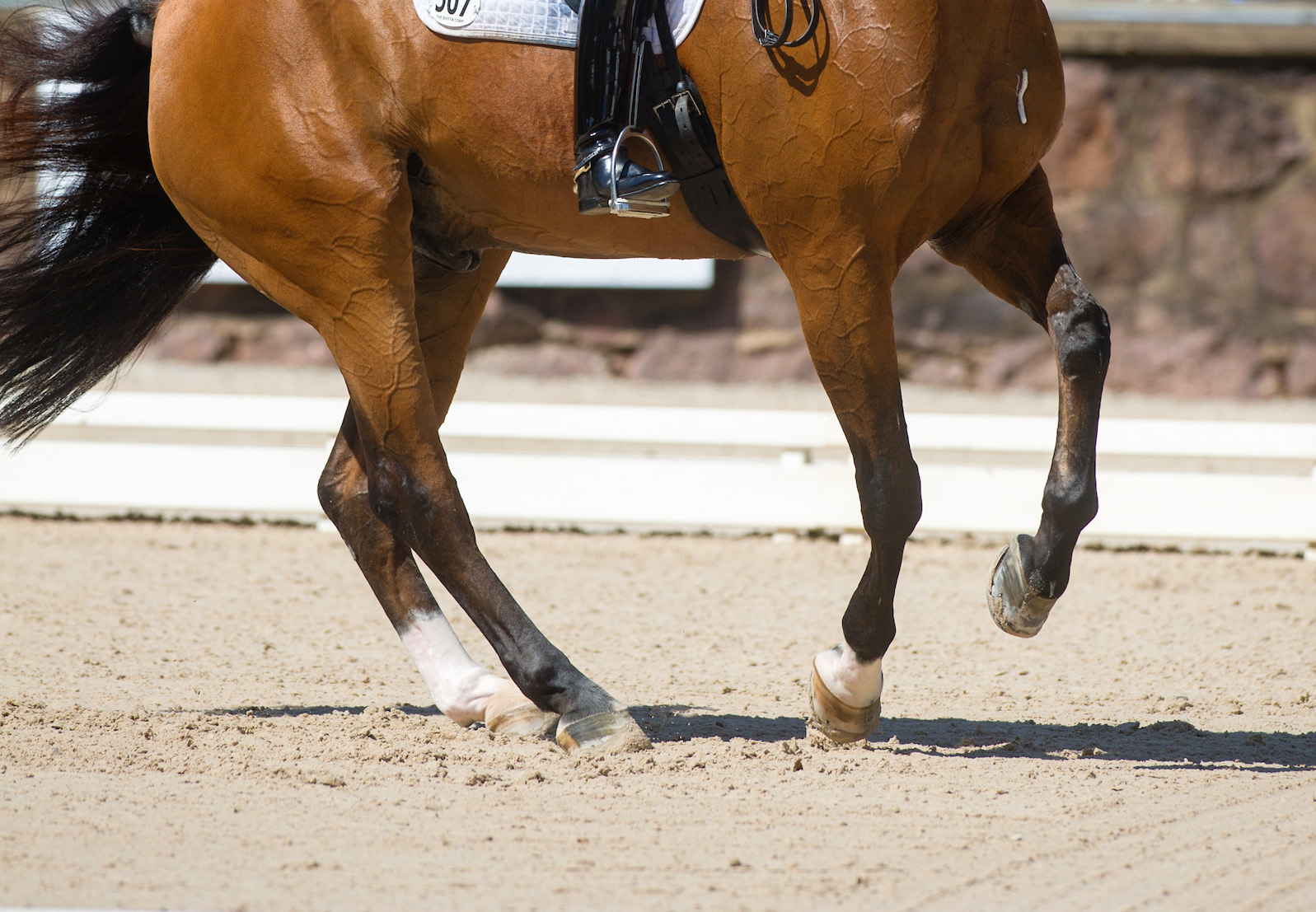 DressageMoves_3-copy