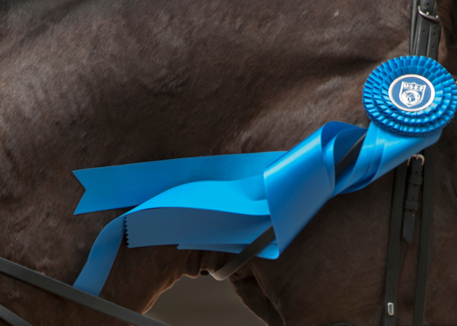 Budget_DressageRibbon2-copy