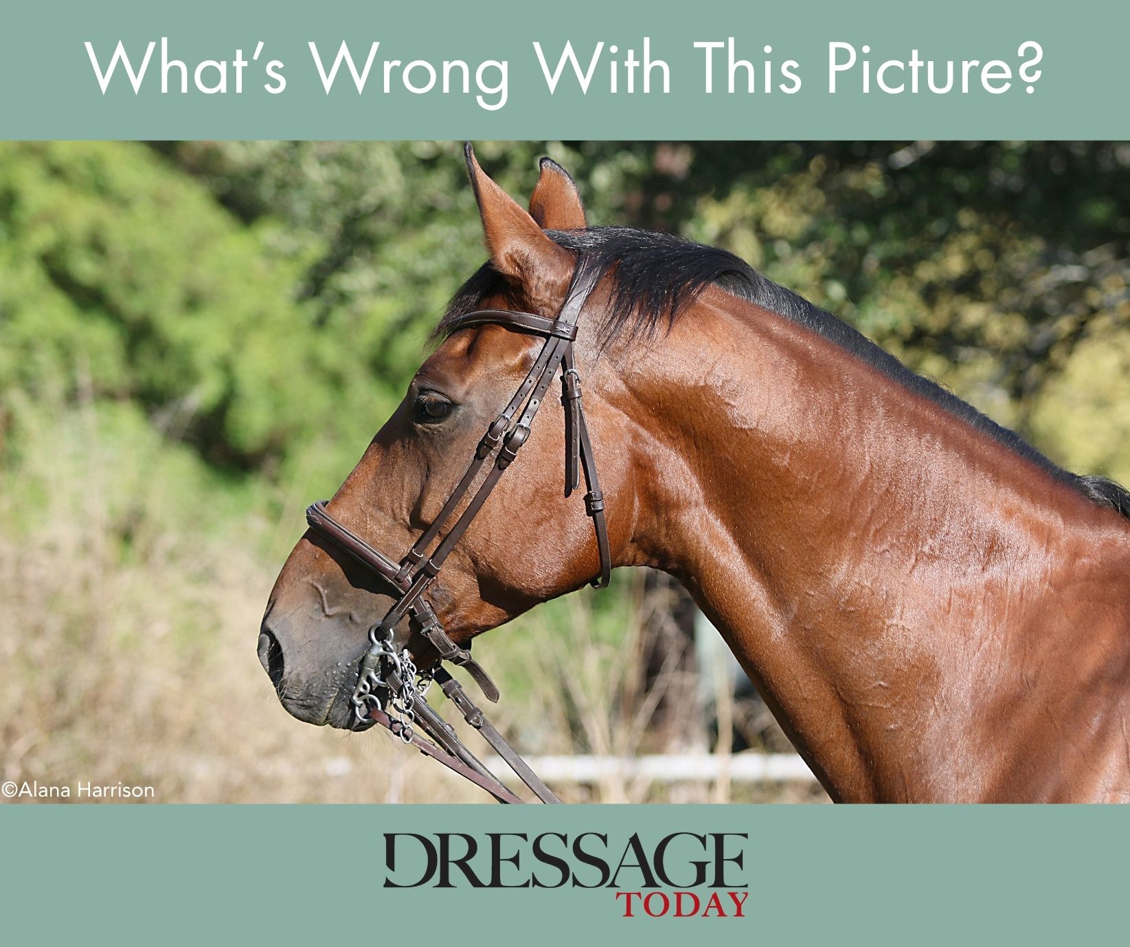 DT-Bridle-Whats-Wrong