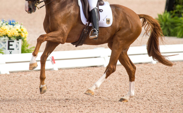 Dressage_Arthritis_6-copy