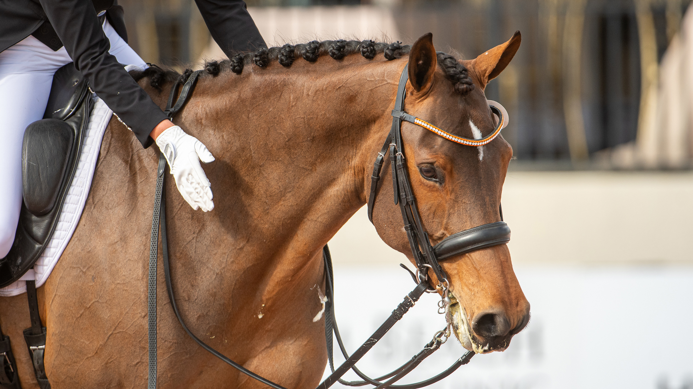 Dressage_Ears2-copy