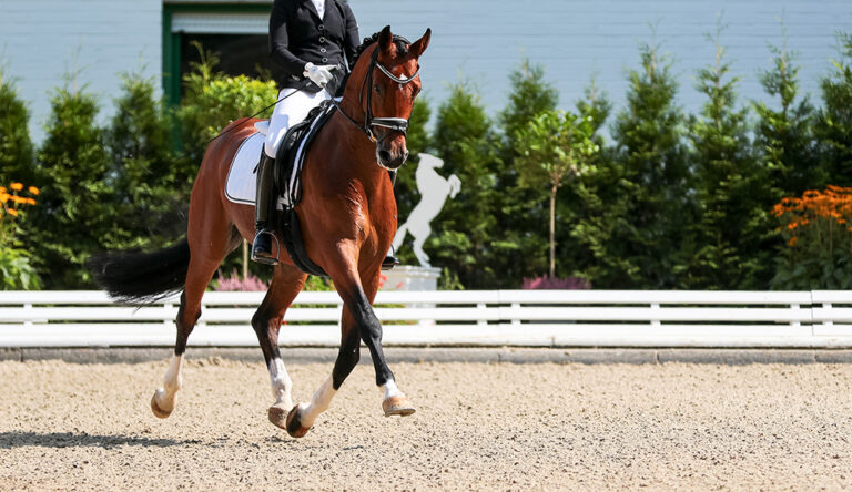 Dressage horse in the test, trot strengthening suspension phase