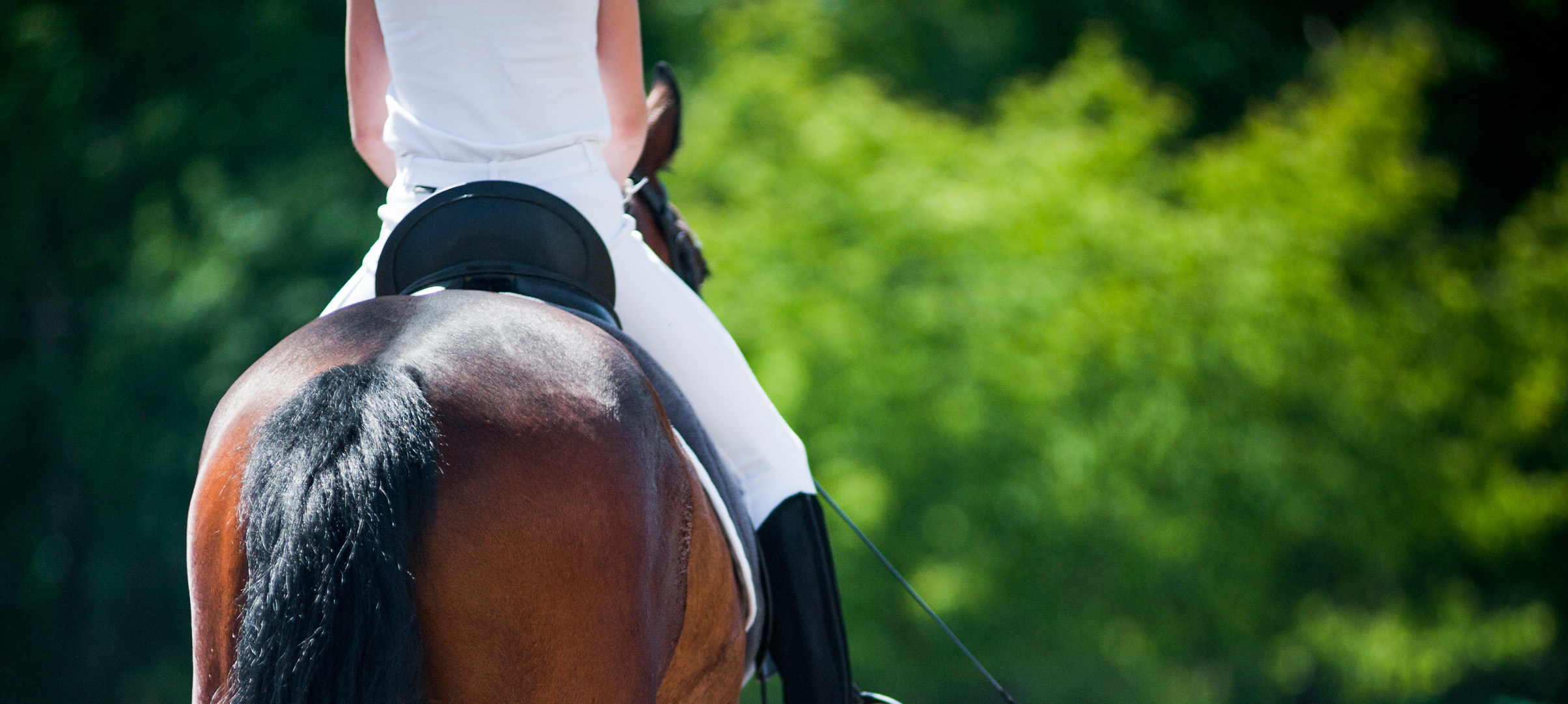 back view of rider on a horse