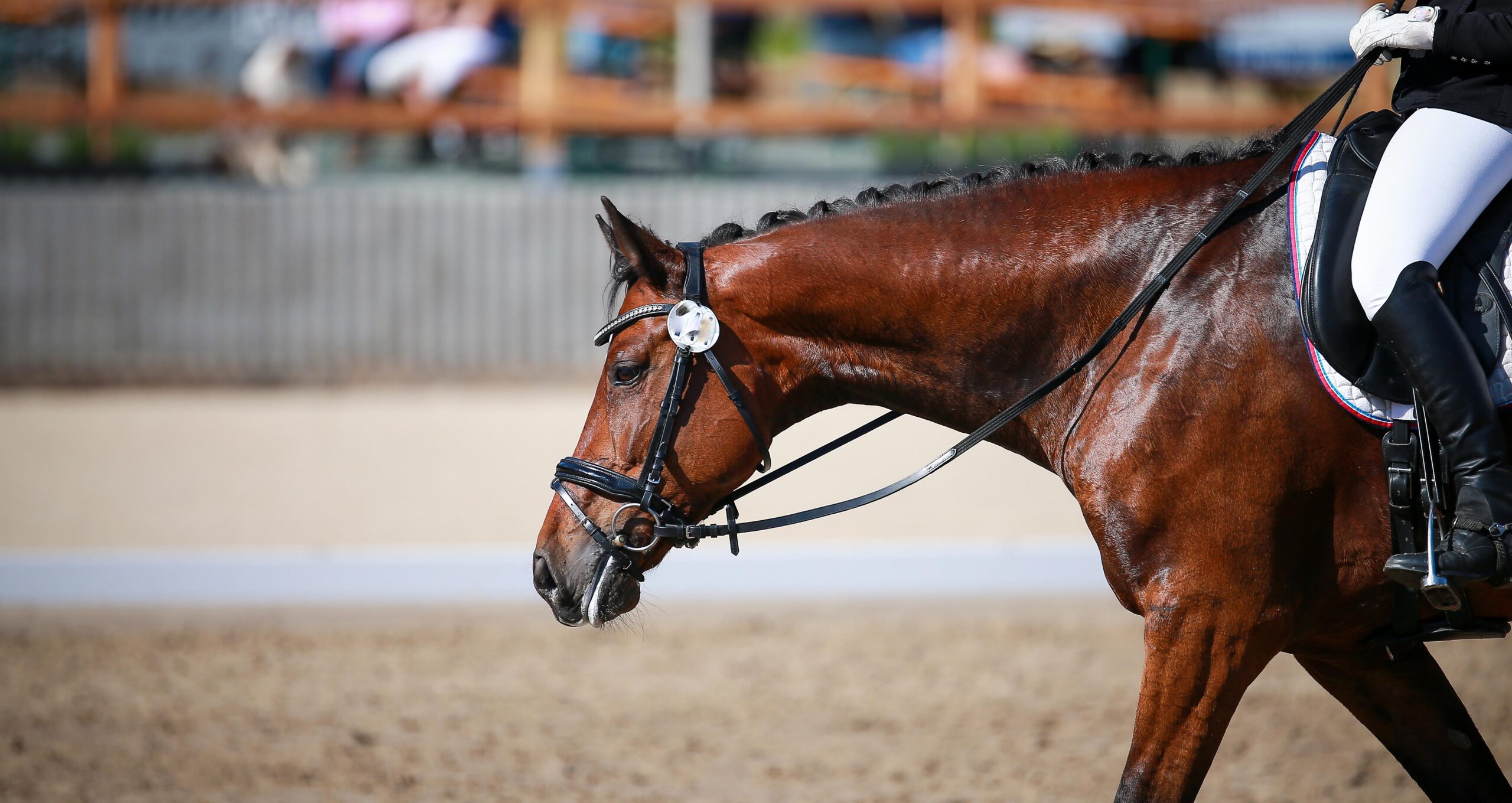 Horse dressage with rider relaxed on the long reins, portraits photographed from the side with the base of the neck