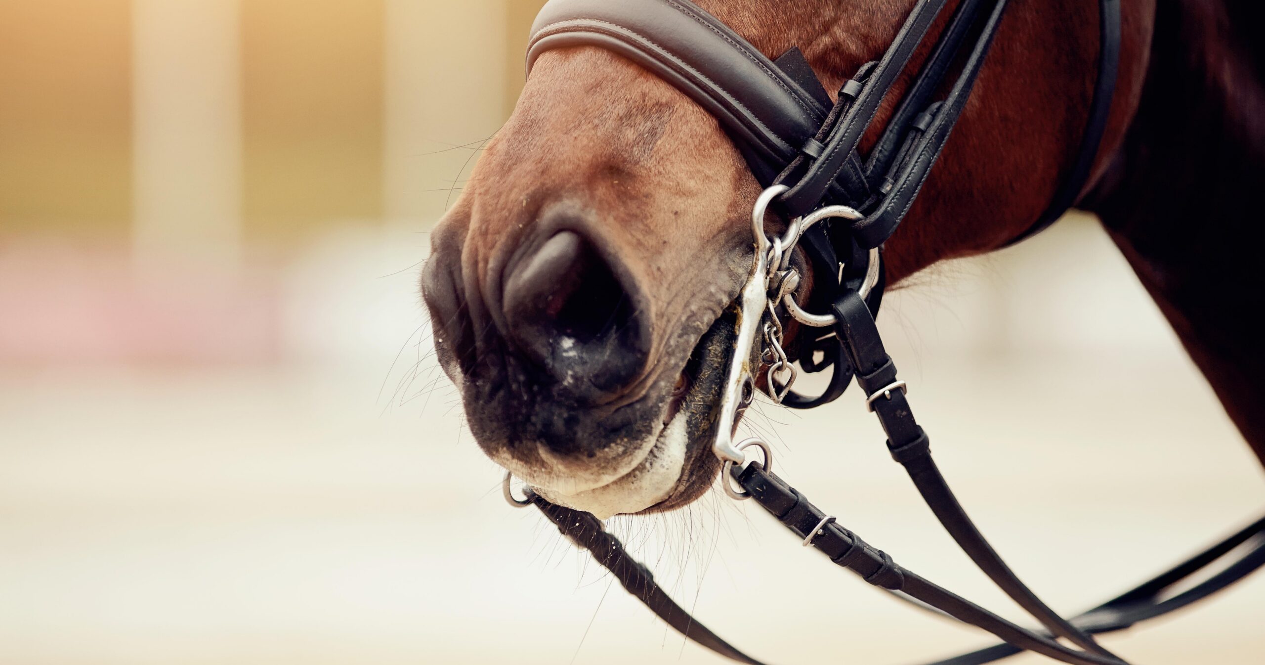 Nose sports brown horse in the double bridle. Dressage horse