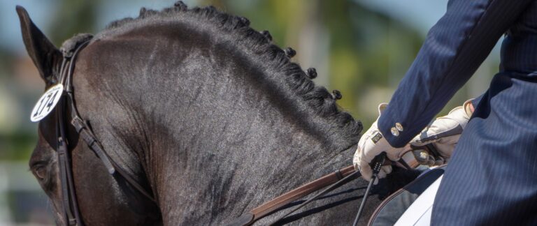 Gloved hand holding riding crop at equestrian dressage competiti