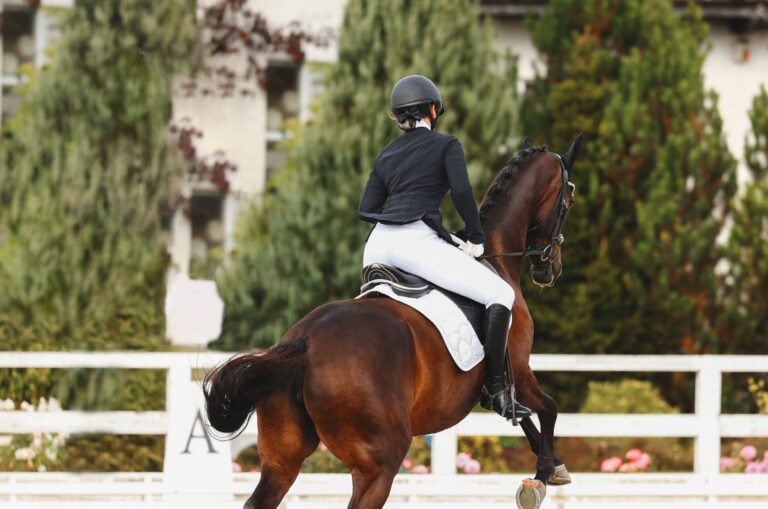Horse disobedience on the flying change movements. Error of the test on dressage