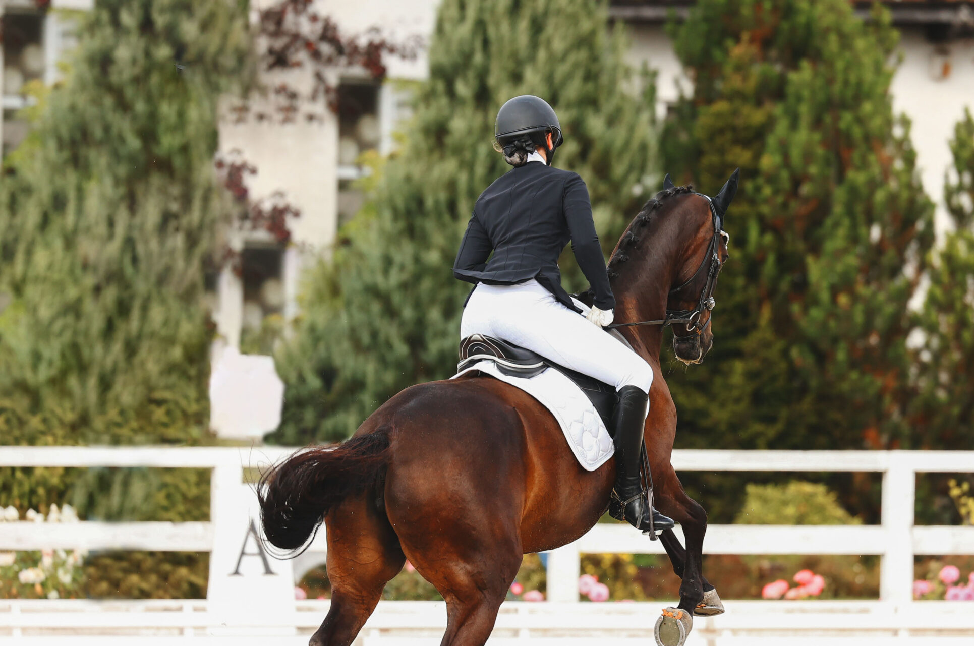 Horse disobedience on the flying change movements. Error of the test on dressage