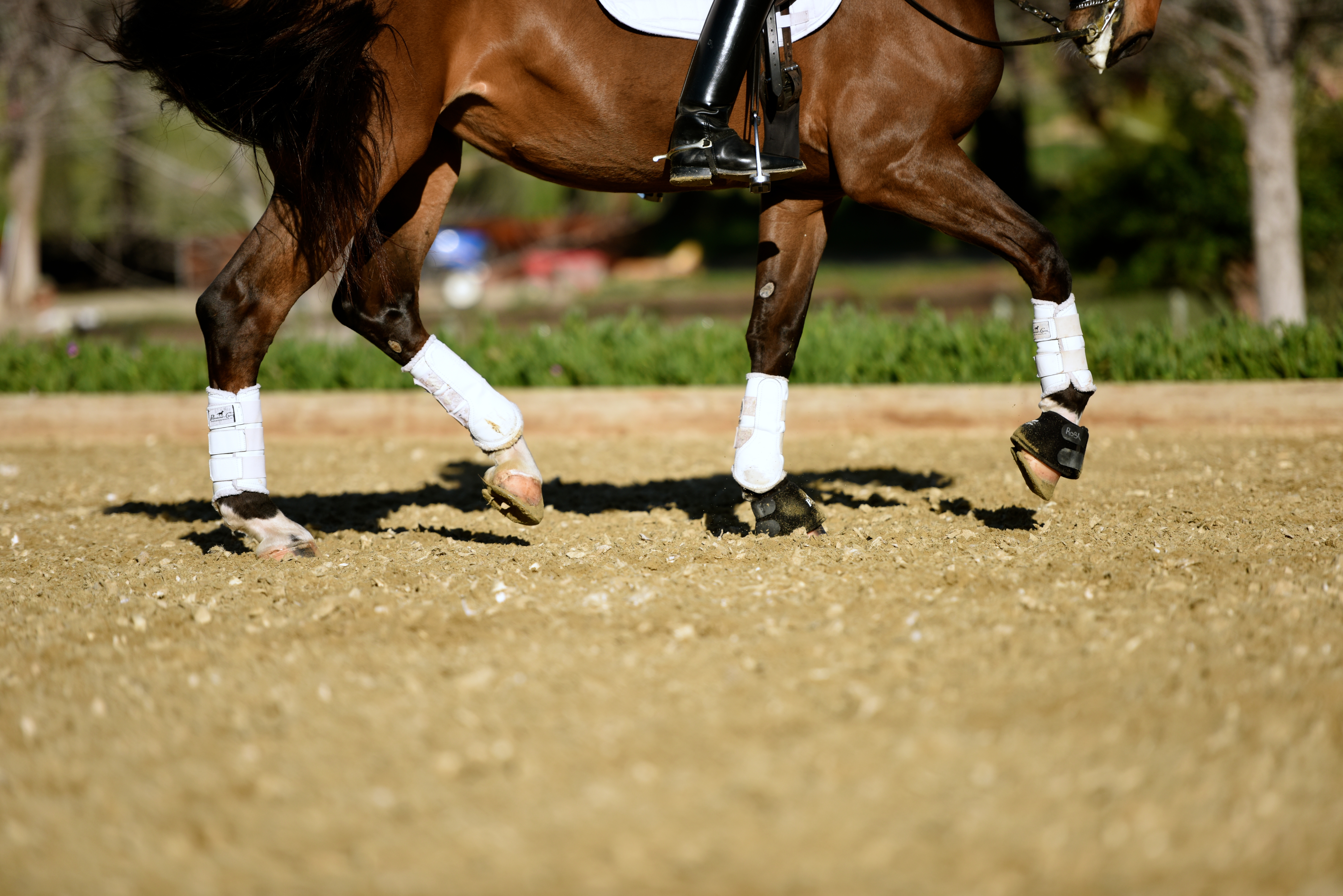 Why Good Arena Footing is Essential for Performance and Soundness 
